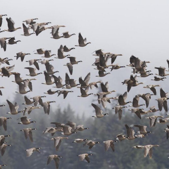 Pacific Birds Habitat Joint Venture