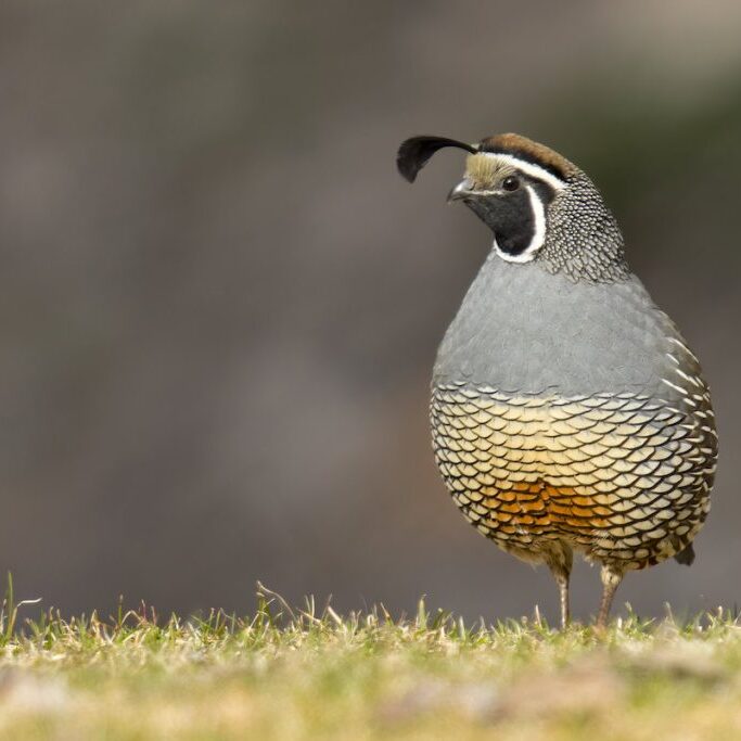 California Quail (<i>Callipepla californica</i>)<br>Mick Thompson © Creative Commons