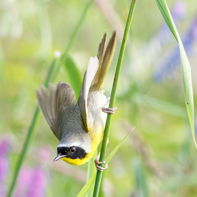 Common Yellowthroat<br>© Barry Troutman
