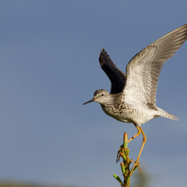 Lesser Yellowlegs is one of the boreal wetland species being monitored by volunteers.<br>Gregory Smith © Creative Commons