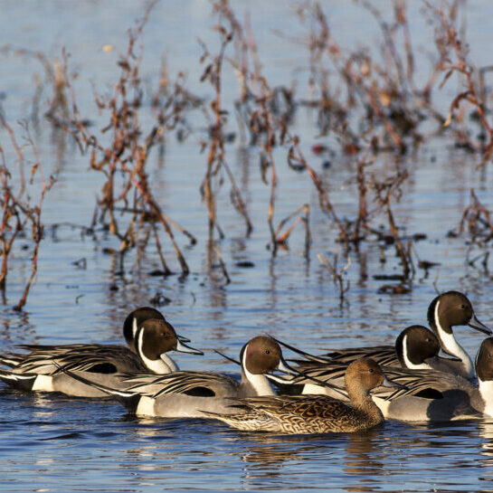 Northern Pintail in California's Central Valley <br>Bob Wick, Bureau of Land Management