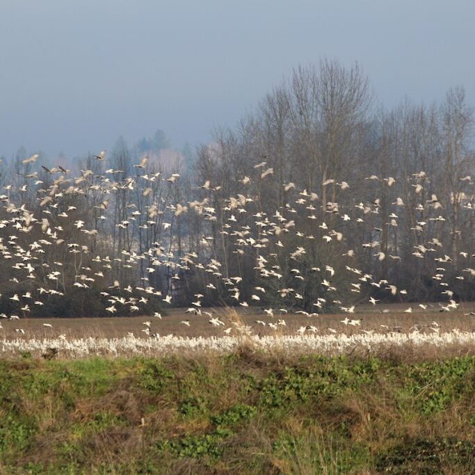 Managed farmland at Cranes’ Landing supports nonbreeding Sandhill Cranes (<i>Antigone canadensis</i>), Snow Geese (<i>Anser caerulescens</I>) and Canada Geese (<i>Branta canadensis</i>). <br>© Monica Iglecia
