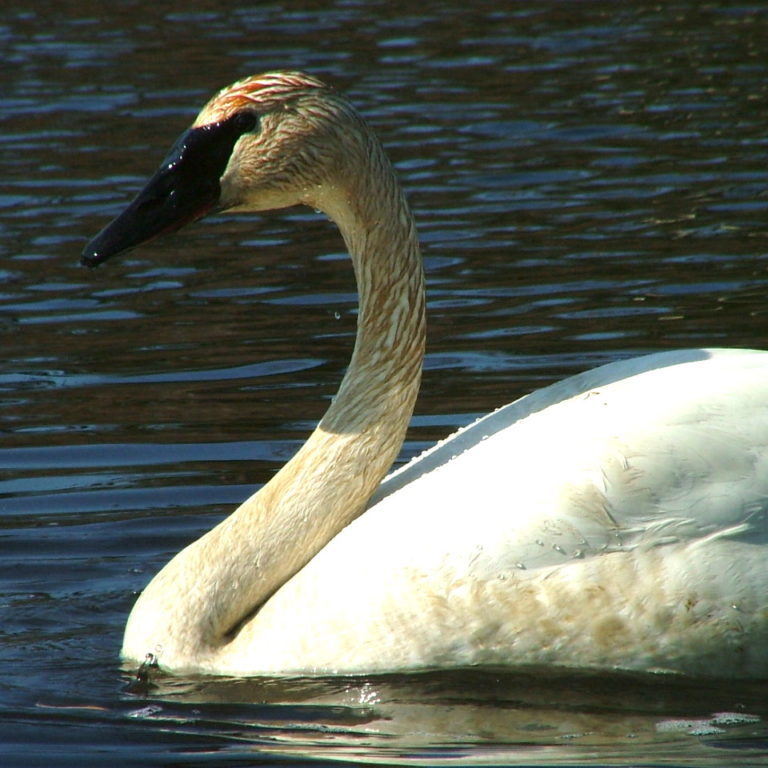 Trumpeter Swan © Lynn Fuller