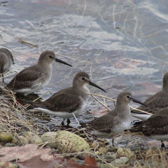 Dunlins<br>Jon. D. Anderson <a href="https://creativecommons.org/" class="caption-link" target="_blank" rel="noreferrer noopener" aria-label="This is an external link (opens in a new tab)">© Creative Commons</a>