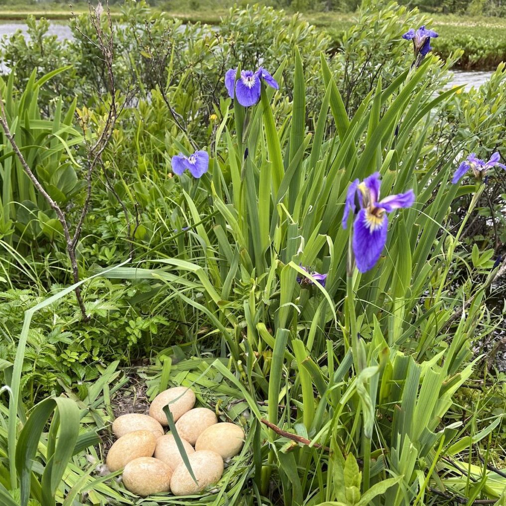A Dusky Canada Goose nest on the Copper River Delta. <br>© Blake Richard