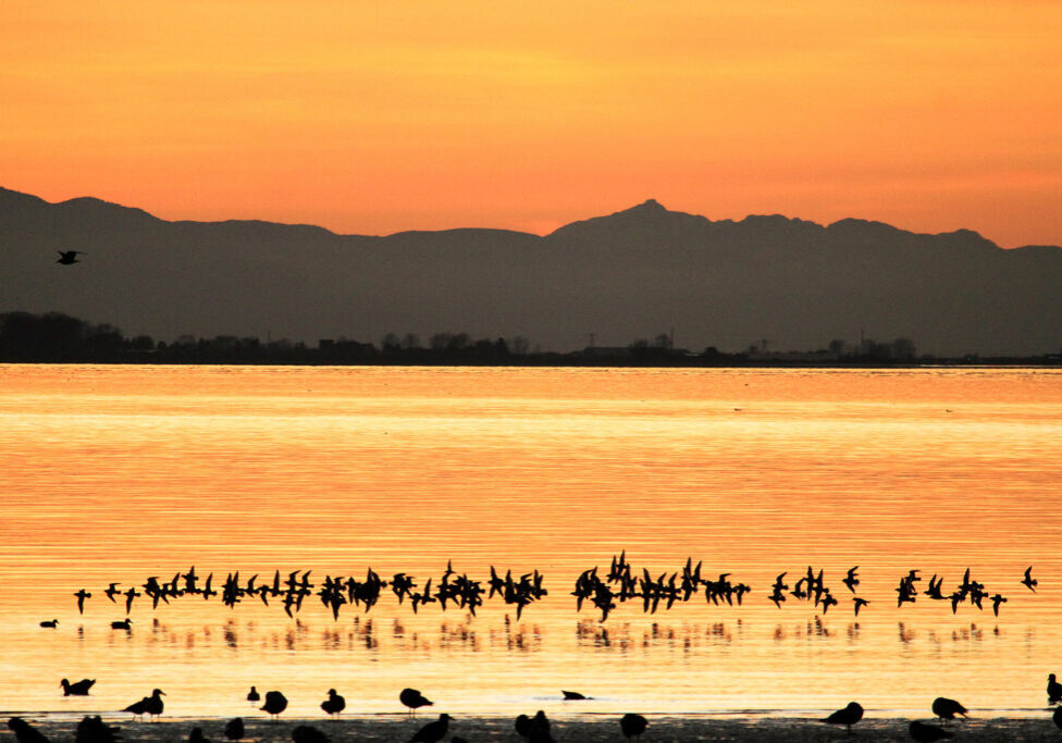 Fraser River Delta. Credit: Environment and Climate Change Canada