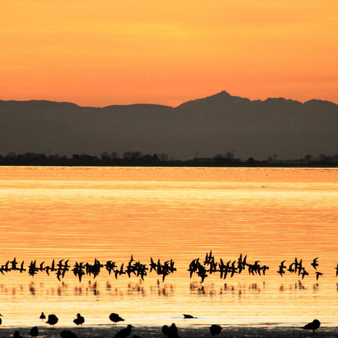 Fraser River Delta. Credit: Environment and Climate Change Canada