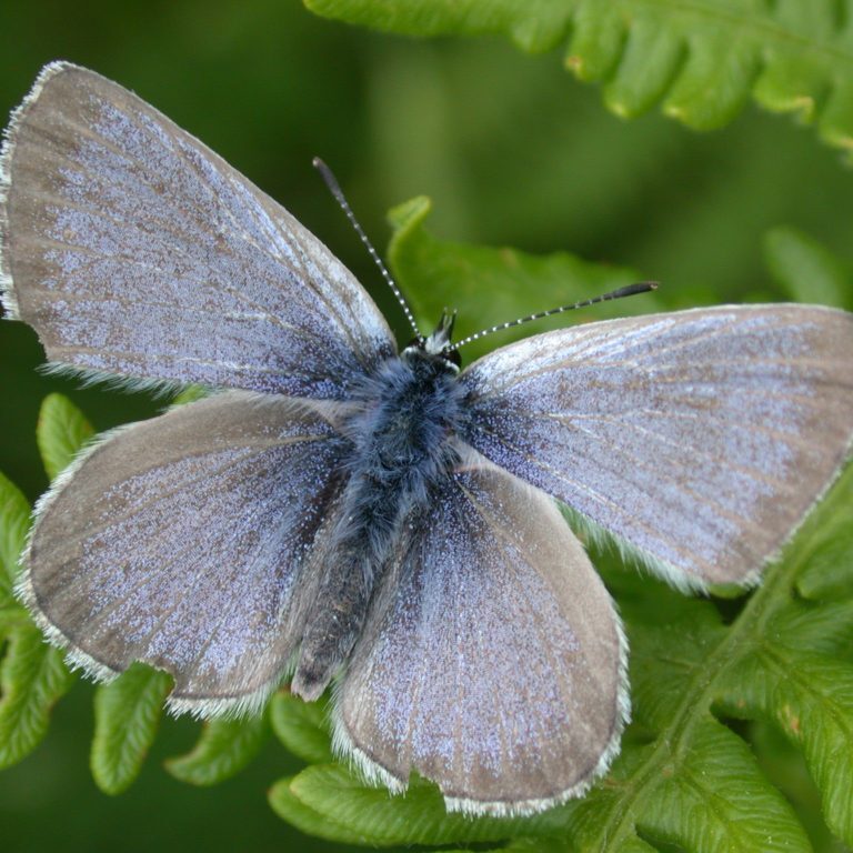 Fenderʻs blue butterfly (<i>Icaricia icarioides fenderi</i>)<br>U.S. Army Corps of Engineers