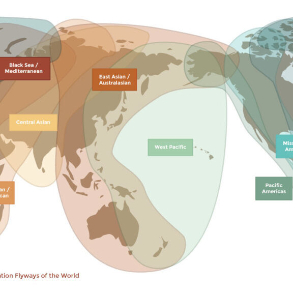 World map showing bird migration flyways and regions