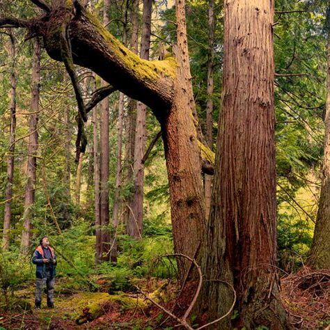 Giant trees on GPCs Grovers Creek Preserve