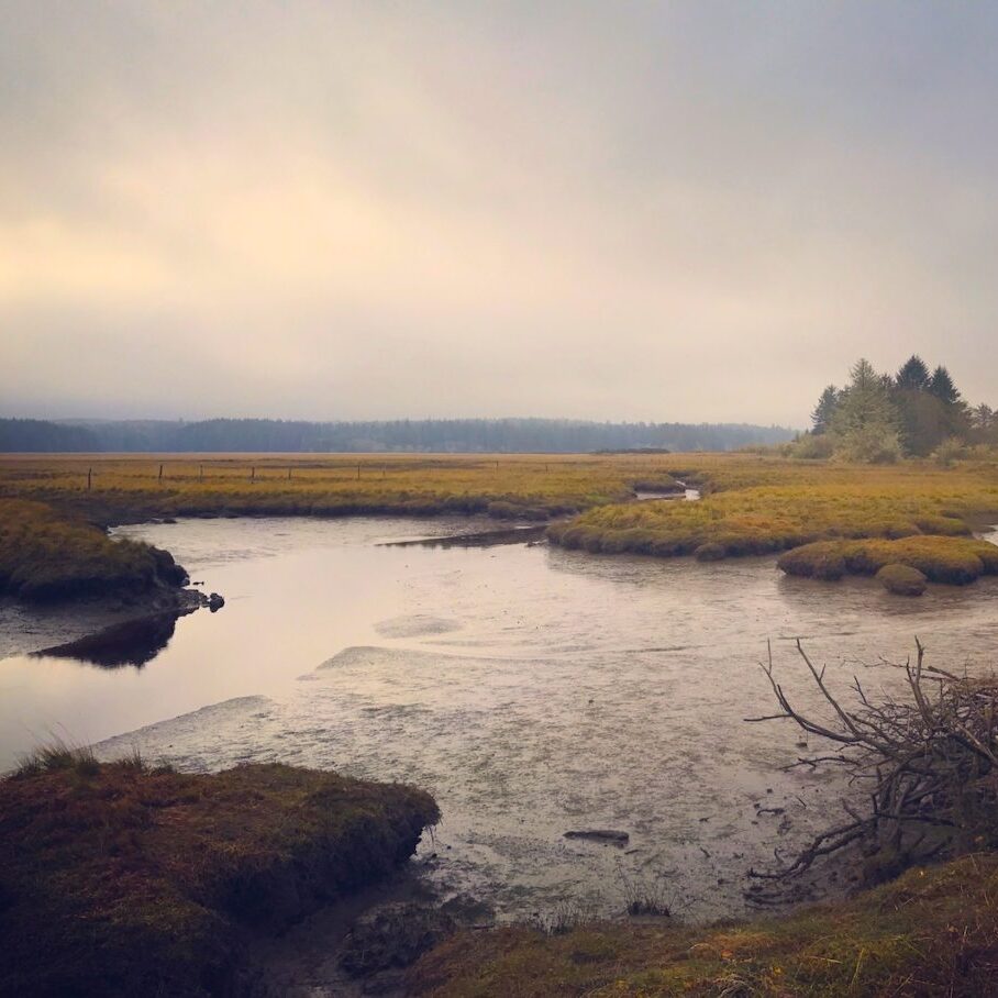 A view of the recently conserved Grayland parcel. Photo © Heather Kapust.