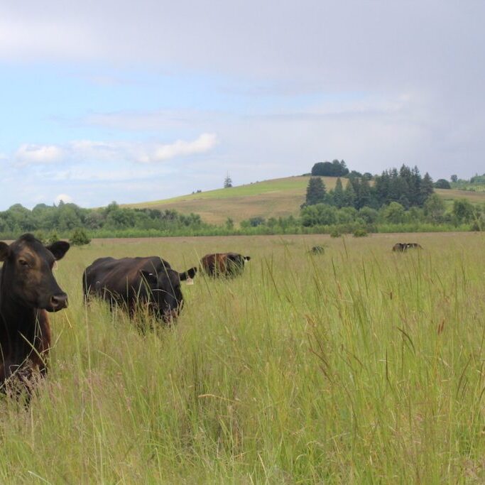 Grazing cows may be a strategy for restoring threatened oak prairie ecosystems. <br>Photo: Charlotte Trowbridge, Tualatin Soil and Water Conservation District.