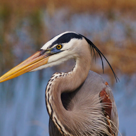 Great Blue HeronAdA Durden © Creative Commons