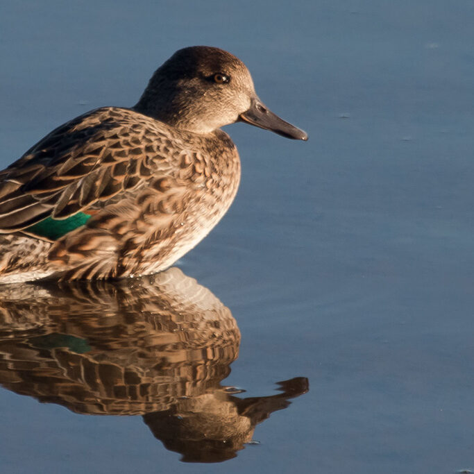 Green-winged Teal<br>Peter Pearsall, U.S. Fish and Wildlife Service