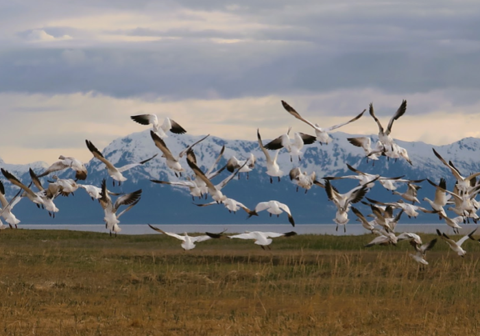 Gustavus Beach Meadows