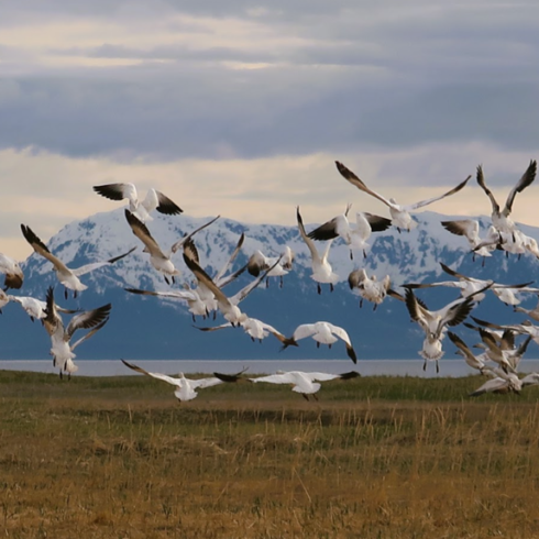 Gustavus Beach Meadows