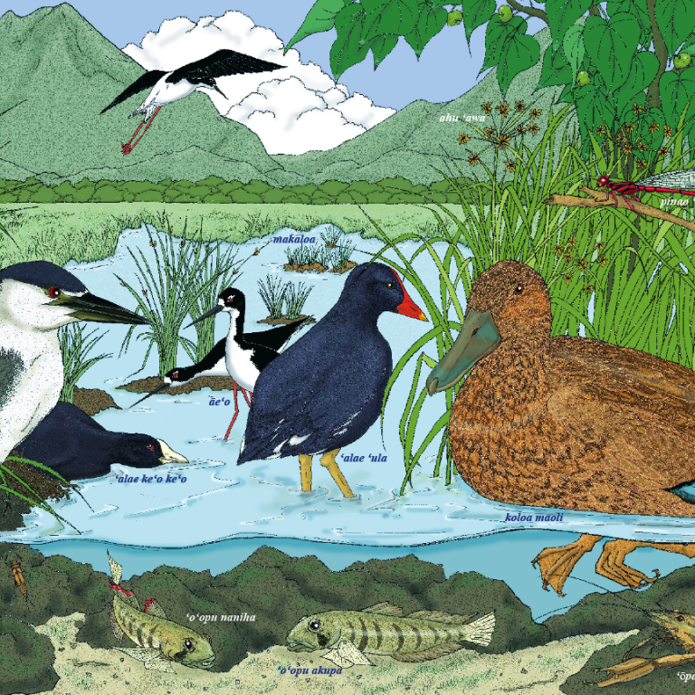 Wetland Illustrations by Naomi Swenson