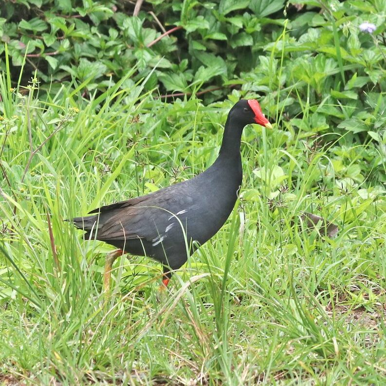 The ʻalae ʻula (Hawaiian Common Gallinule) is an endangered waterbird susceptible to avian botulism. The new botulism reporting system is designed to quickly address disease outbreaks.