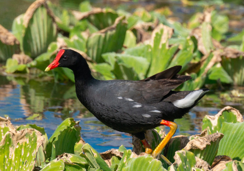 ʻAlae ʻula or Hawaiian Common Gallinule. Credit: Lainie Berry