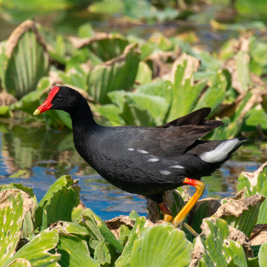 ʻAlae ʻula or Hawaiian Common Gallinule. Credit: Lainie Berry