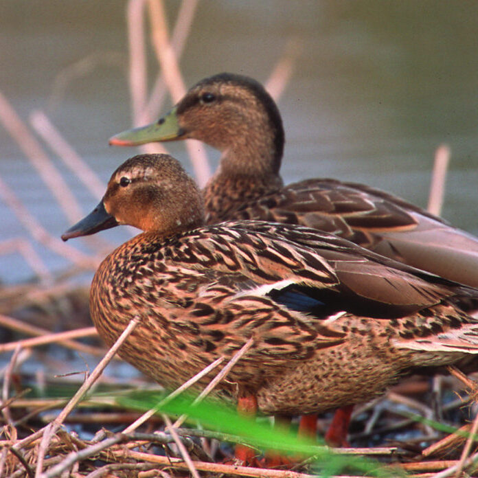 Koloa or Hawaiian Duck<br>Natural Resources Conservation Service
