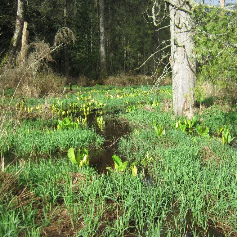 Skagit Land Trust used NAWCA and other funds to conserve wetlands in the North Pugent Lowlands.