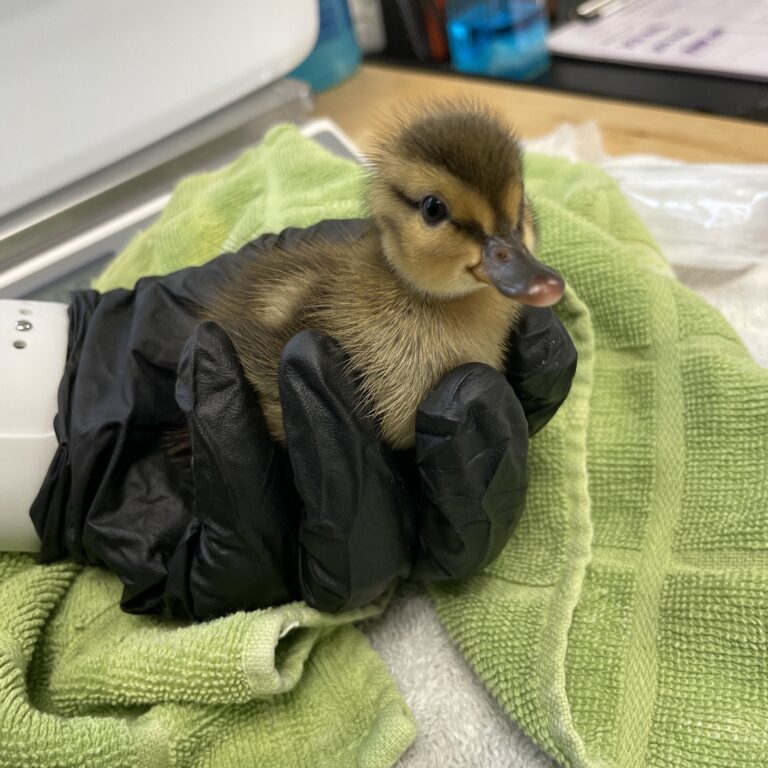 Koloa Maoli (Hawaiian Duck) duckling, in for rehabilitation. 