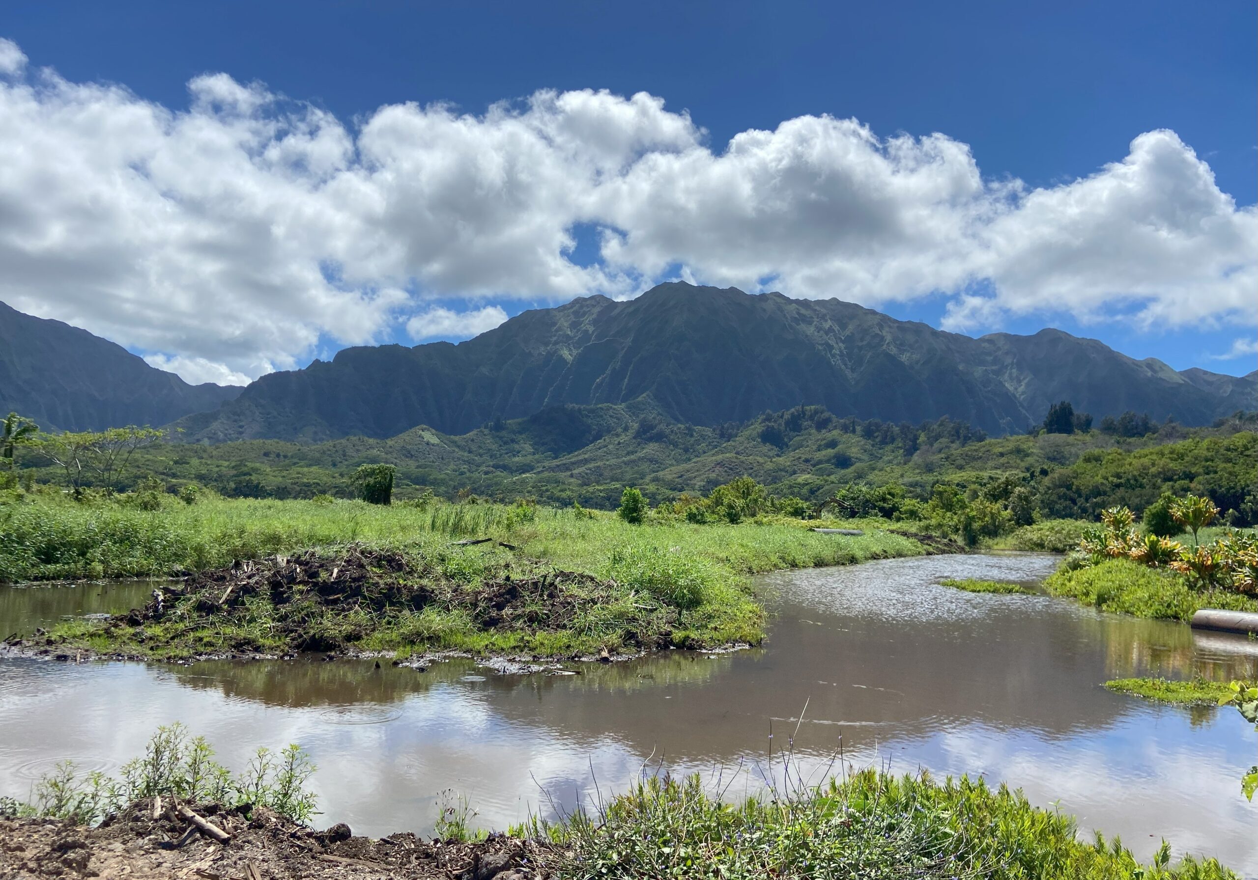 Wetlands at the Heʻeia National Estuarine Research Reserve. Credit: Monica Iglecia