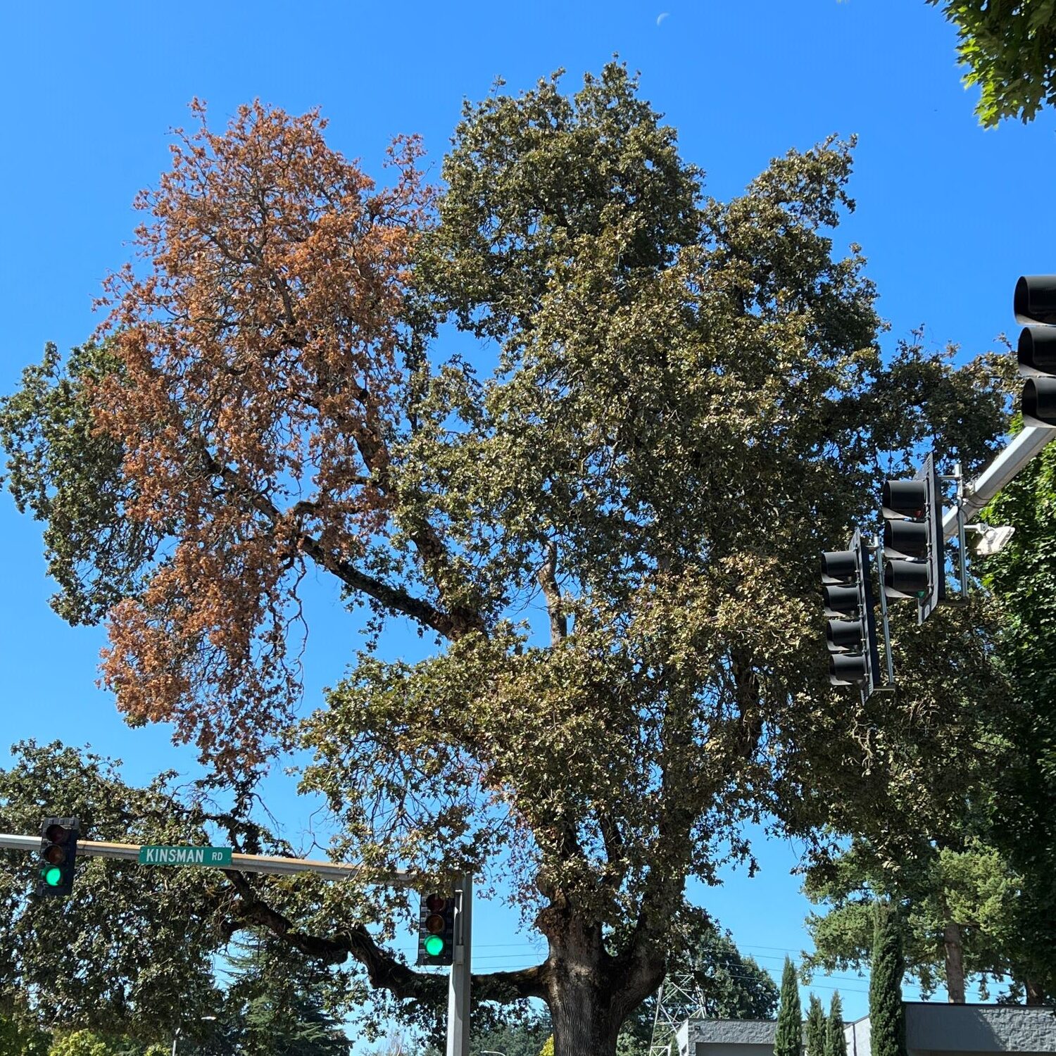 An oak tree infected with Mediterranean Oak Borer (MOB) at the top left portion of the canopy. Photo: Christine Buhl, Oregon Department of Forestry
