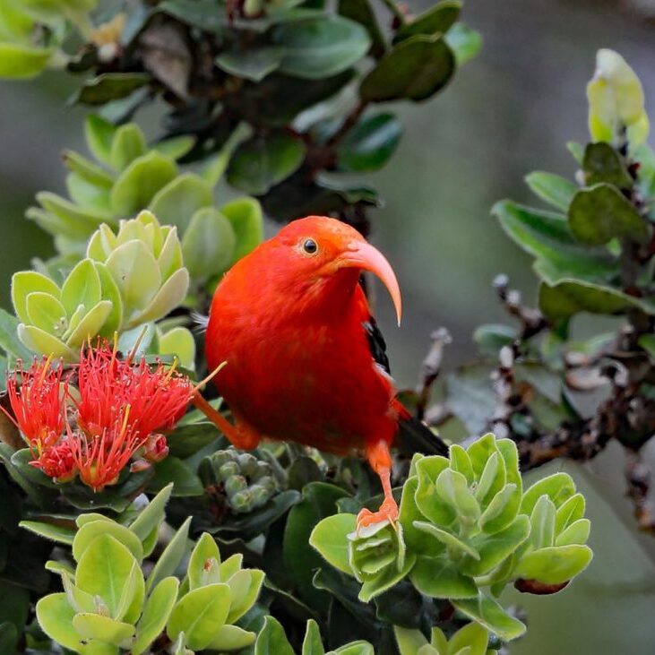 'I'iwi