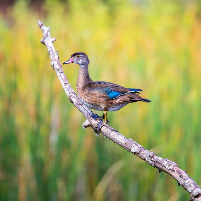 Juvenile Wood Duck<br>Matthew Olson © Creative Commons