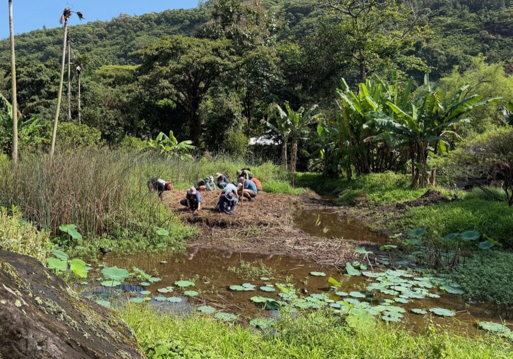Volunteers participate in a restoration workday at Waimea Valley. Photo by Elena Arinaga (Hawaiʻi Audubon Society).