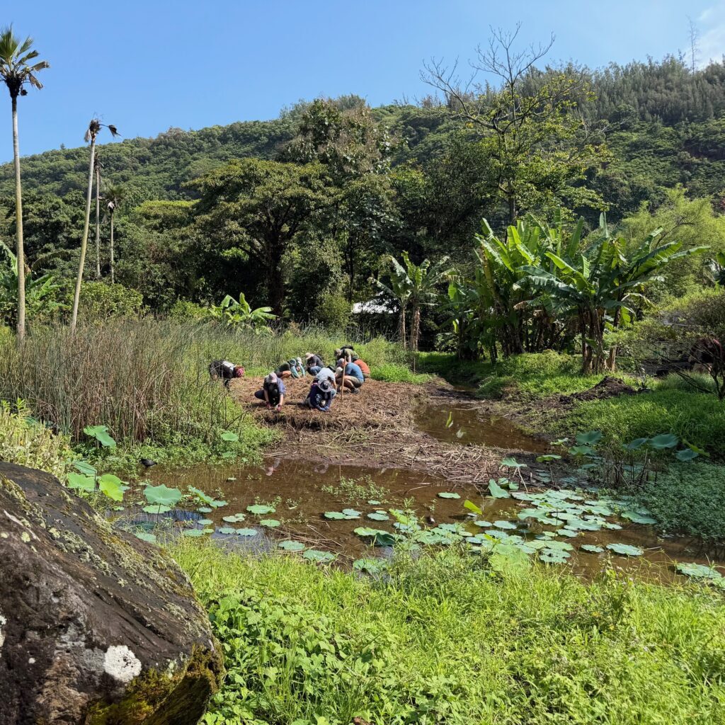 Volunteers participate in a restoration workday at Waimea Valley. Photo by Elena Arinaga (Hawaiʻi Audubon Society).