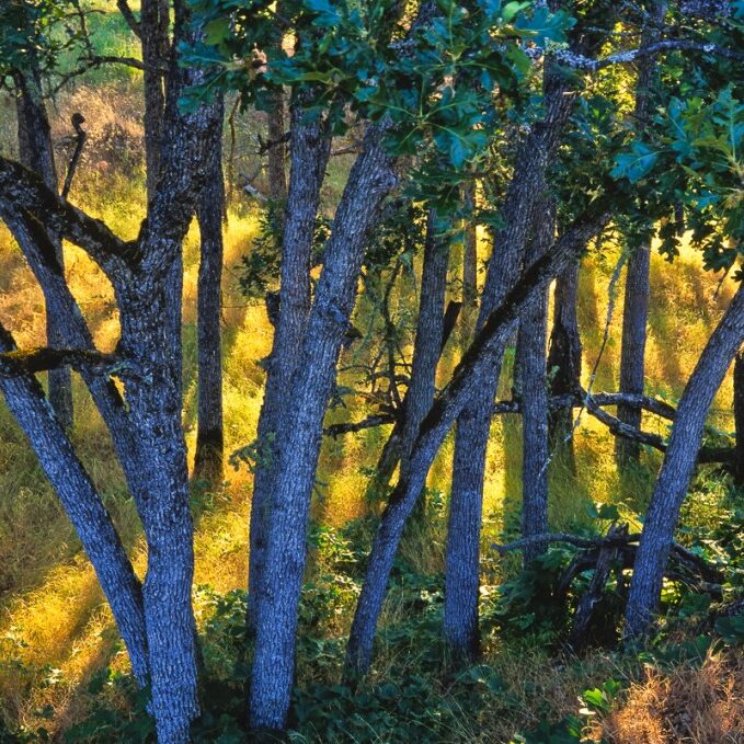 Oak Grove in Evening LIght