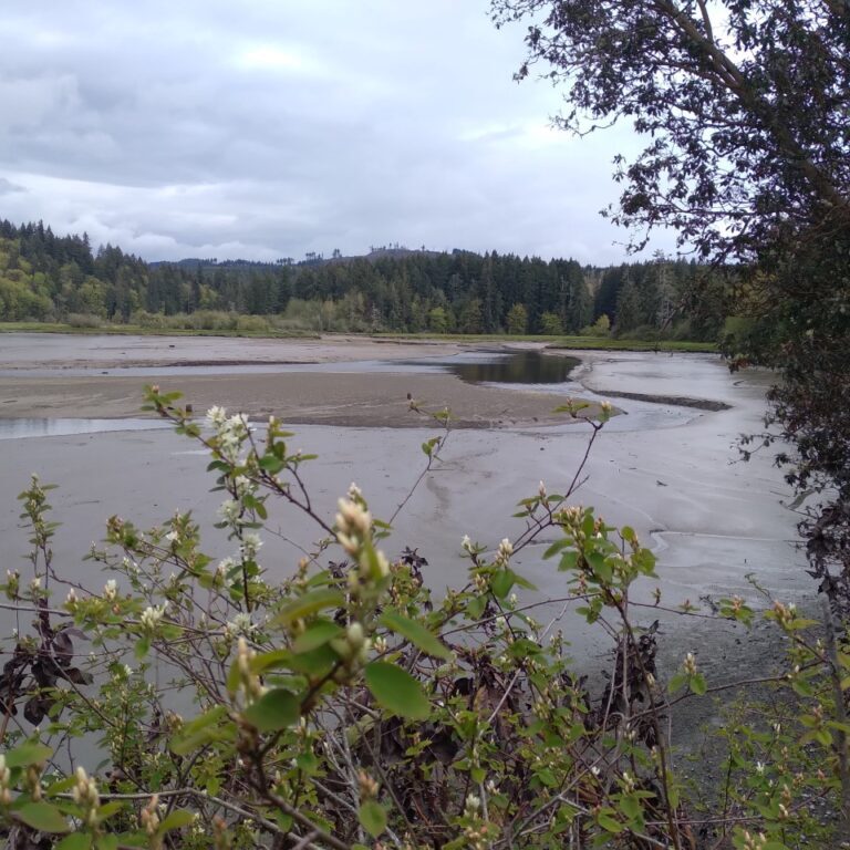 With support from a 2022 Pacific Birds Partnership Grant, Audubon Washington will coordinate a coalition of organizations to advance protection and restoration of Kennedy Creek and Skookum Inlet Natural Area Preserves. <br>Photo courtesy of Scott Andrews