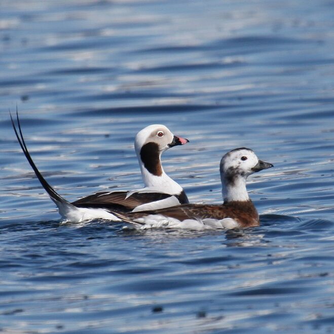 Pacific Birds Habitat Joint Venture