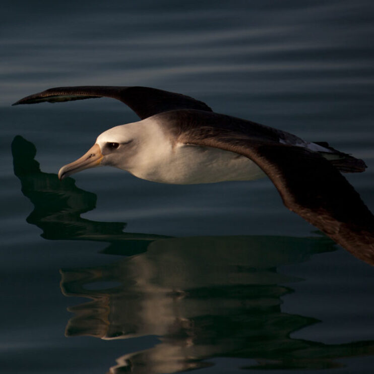 Laysan AlbatrossAndy Collins, NOAA