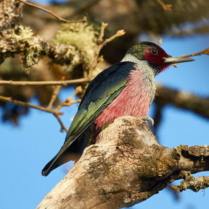 The Lewis’s Woodpecker (<i>Melanerpes lewis</i>) is a federal Species of Concern, a Sensitive species in Oregon, and a Species of Greatest Conservation Need in Washington. Habitat protection, restoration and strategic fire management practices will all help this oak associated species. 
<br> Frank D. Lospalluto © Creative Commons