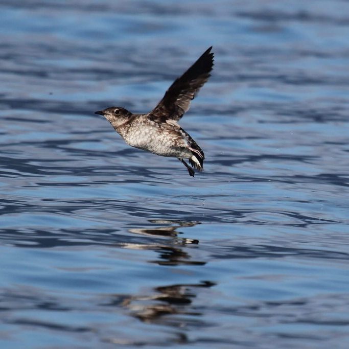 Marbled Murrelet Robin Corcoran, U. S. Fish and Wildlife Service
