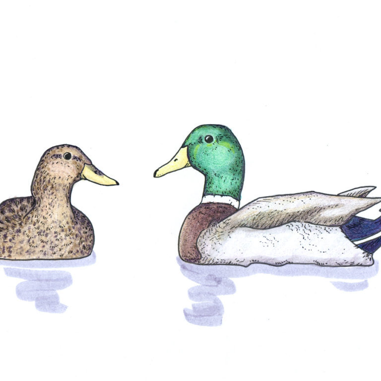 Alaskan artist Kim McNett was selected to illustrate the field guide that will be produced through the Wisdom Keepers Project.
In the Eyak languge, this duck is known as (AdA)ch’Aq’iinq’ <br>©
 Kim McNett