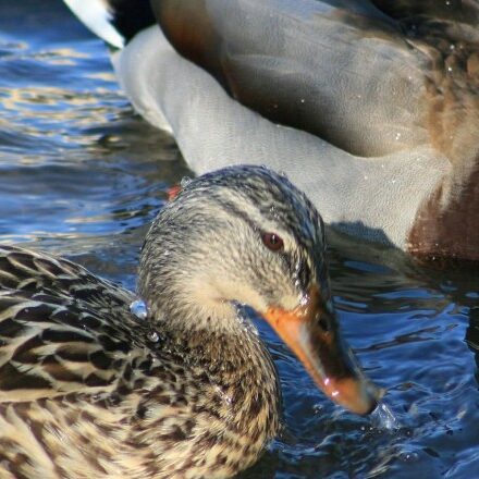 Mallard Pair