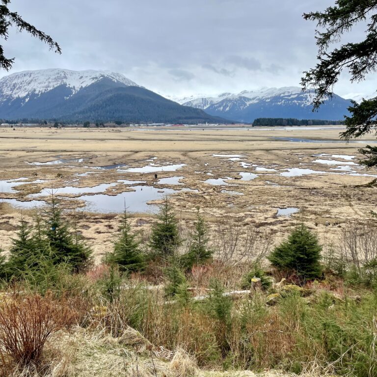 Mendenhall Wetlands, one of the Partnership Grant project sites. Photo: Lauren Cusimano, Audubon Alaska 