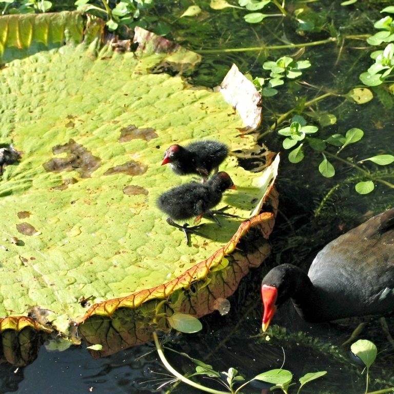 How could you not want to help conserve these birds? <br>‘Alae ‘ula (Hawaiian Moorhen) / David Eickhoff © Creative Commons