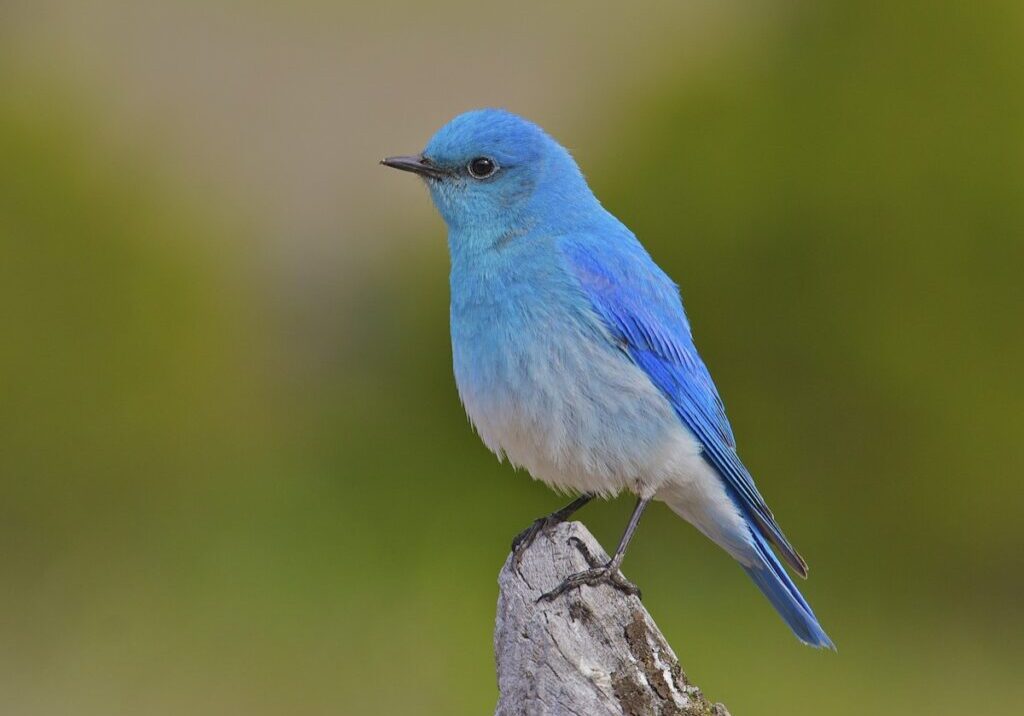 MountainBluebird-MikeAndersen