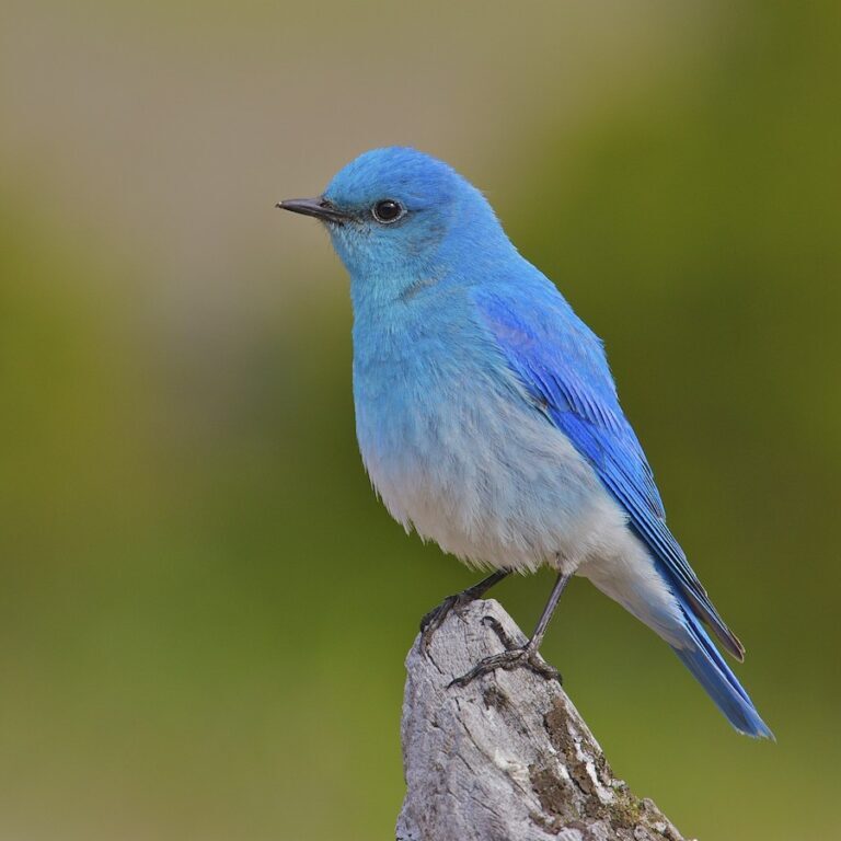 MountainBluebird-MikeAndersen