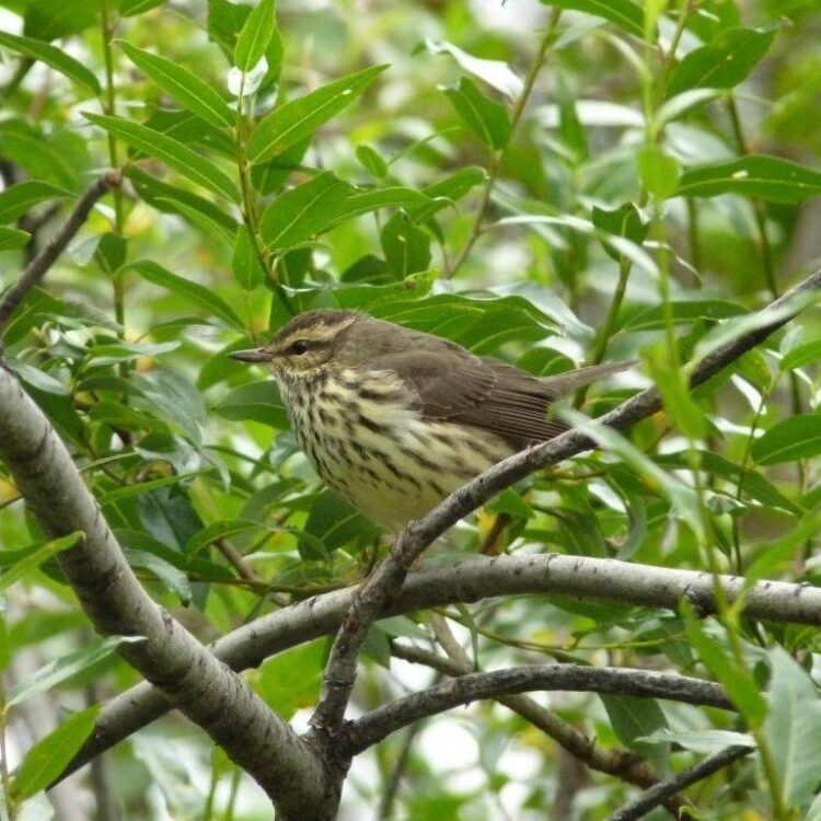 Pacific Birds is doing short features of our migratory birds.