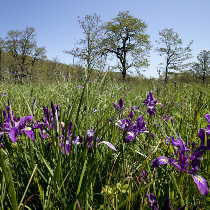 The Noble Oaks property<br>Tim Jewett / The Nature Conservancy