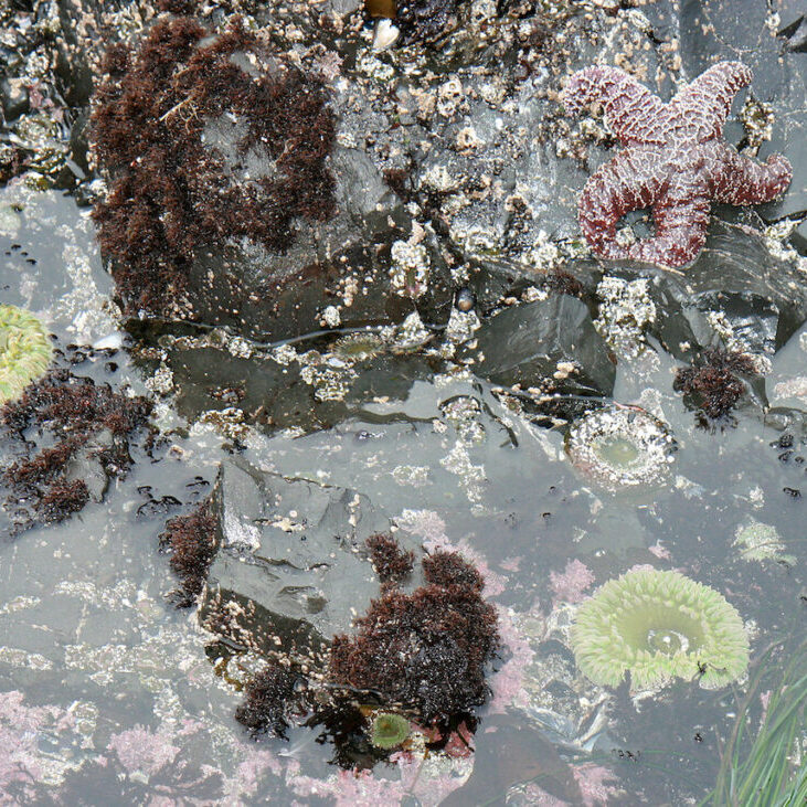 An Oregon tidepool. <br>Oregon Department of Fish & Wildlife