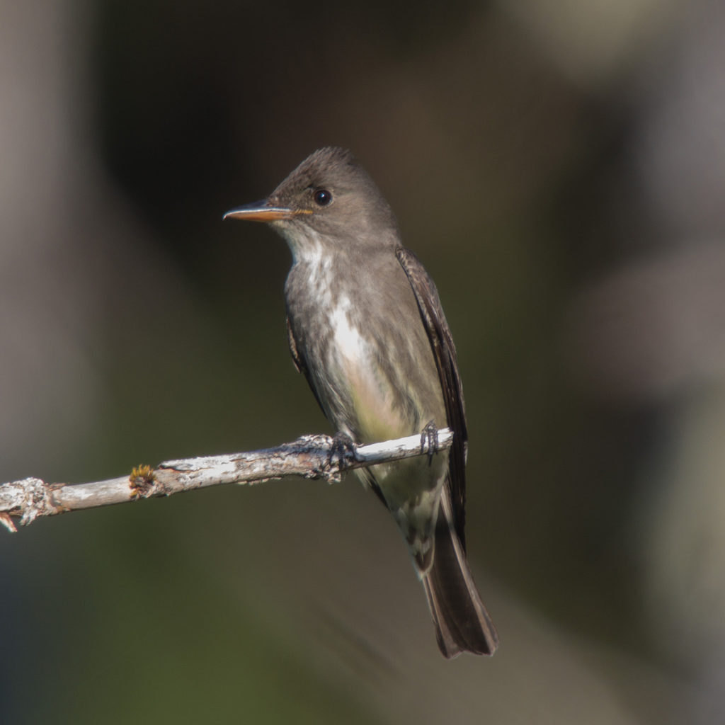 Olive-sided Flycatcher<br>Eric Gropp © Creative Commons