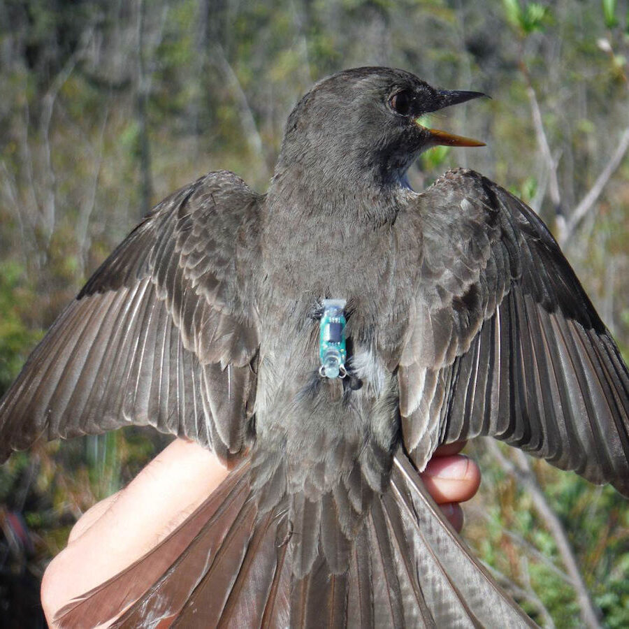 Olive-sided Flycatcher with a small backpack. While geolocators are not as accurate as a GPS, they are still yielding remarkable information about bird migrations. <br>Photo - Julie Hagelin